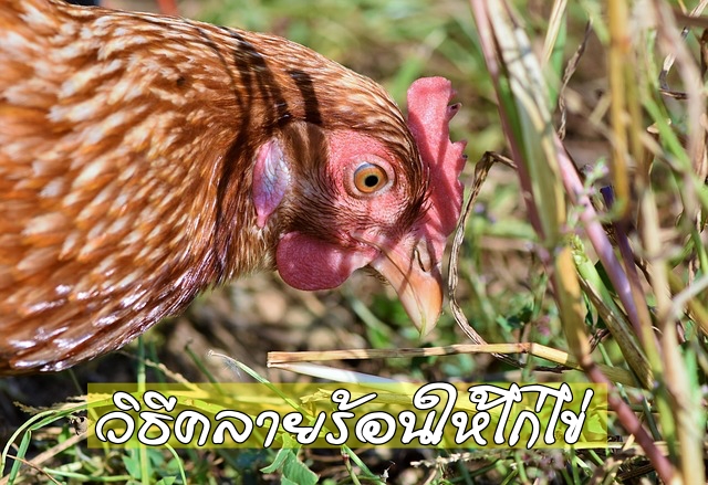 12 วิธีคลายร้อนให้ไก่ไข่ช่วงหน้าร้อน